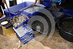 Local market seafood shop for sale thai people and travelers customer at Ban Bang Krachao fishing village at Samut Sakhon,