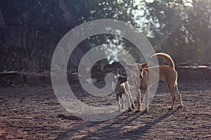 Local mountain dogs in Bena village on the Flores island of East Nusa Tenggara, Indonesia