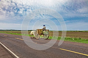 A local Paraguayan transports sugarcane with his ox cart. photo