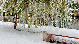 Bench and willow tree in the park