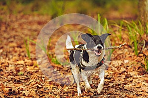 Local parkland used for exercising dogs off lead