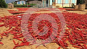 Local people in myanmar are drying there red chilis on the ground