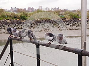 Local pigeons stand resisting cold weather on hand grip at fisherman boat port