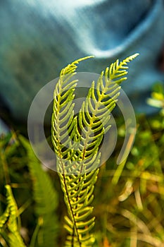 Local plant life in mountains in Folgefonna National Park in Norway.