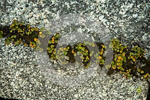 Local plant life in mountains in Folgefonna National Park in Norway.