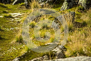 Local plant life in mountains in Folgefonna National Park in Norway.