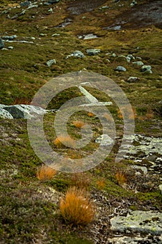 Local plant life in mountains in Folgefonna National Park in Norway.