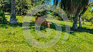 Local residents' pet cows are eating grass photo