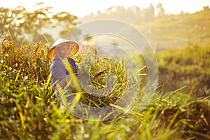 A local rice field worker