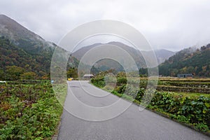 Local road with agriculture farm along in Shiragawago village