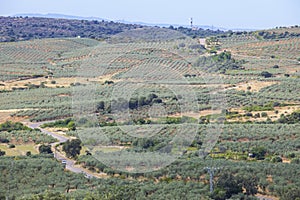 Local road CC-13.6 crossing Aceituna olive tree fields, Extremadura, Spain