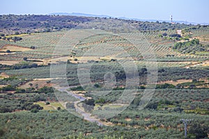 Local road CC-13.6 crossing Aceituna olive tree fields, Extremadura, Spain photo