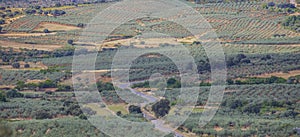 Local road CC-13.6 crossing Aceituna olive tree fields, Extremadura, Spain photo