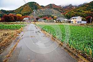 Local road to Kawaguchiko Maple corridor