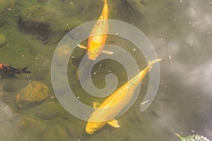 Local Sea Life in Hong Kong Park