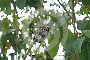 Local Thai agriculturist grafting the plants