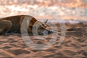 Local Thai breed Stray dog or homeless dog is sleeping on the beach in Thailand, sunset time at sea, space for copy