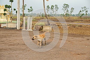 Local Thai dog walks on muddy ground in farm