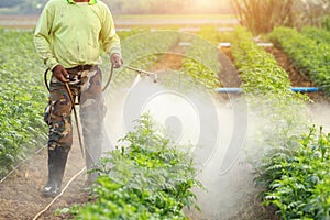 Local Thai farmer or gardener spraying chemical in Marigold flow