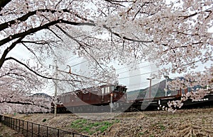 A local train traveling on rail tracks with flourishing sakura cherry blossoms lining up along the railway ~ Spring scenery