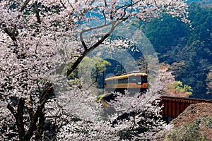 A local train traveling on a railroad bridge by a flourishing cherry blossom Sakura tree near Sasamado Station