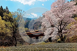 A local train travels on a bridge by a flourishing cherry blossom  Sakura  tree near Kawane Sasamado