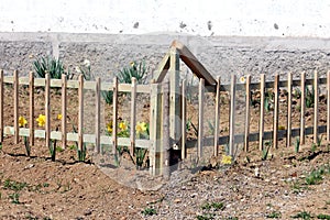 Local urban backyard flower garden surrounded with newly installed wooden picket fence and dry soil