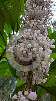 Local vegetable fruits found only in some humid valley