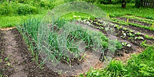 Local village vegetable garden with various seedlings