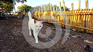 Local white cat walking alone on the ground