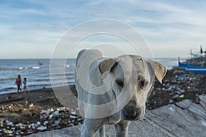 A local white dog roaming around the shoreline and scavenging for morsels. At a heavily polluted beach full of garbage. Concept of