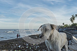 A local white dog roaming around the shoreline and scavenging for morsels. At a heavily polluted beach full of garbage. Concept of
