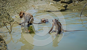 Local wild monkeys swim and play Hua Hin Beach.