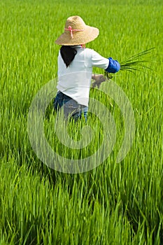 Local woman working in rice paddy