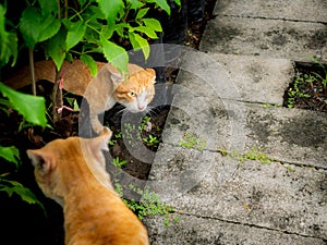 Local Yellow Cat  Defenders Frighten The Visitor Cat