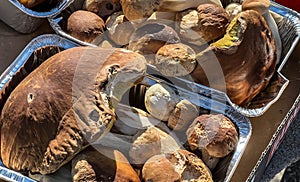 Locally famous bazaar in Zarki, Poland, various mushrooms put up for sale