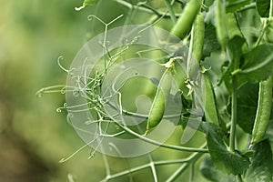 Locally grown green pea in organic garden photo