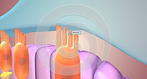 Located along the lower surface of the inner cochlear spiral, the basilar membrane contains many tiny receptors called hair cells