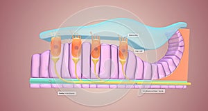 Located along the lower surface of the inner cochlear spiral, the basilar membrane contains many tiny receptors called hair cells