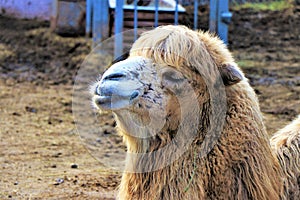 Close up of a Dromedary muzzle