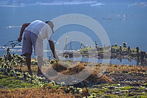 Seaweed Farmers Harvesting Crops On the Island of Nusa Lembongan.