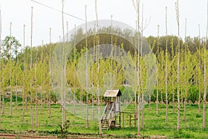 Hunting tower in an orchard near Aitona, Spain photo