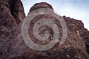 Bighorn Sheep in Northern Arizona, America, USA.