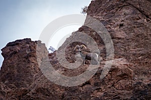 Bighorn Sheep in Northern Arizona, America, USA.