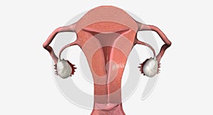 Uterus, Vagina Coronal Cross Section photo