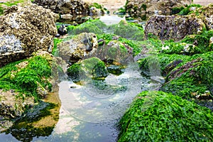 Tide pools close up at low tide