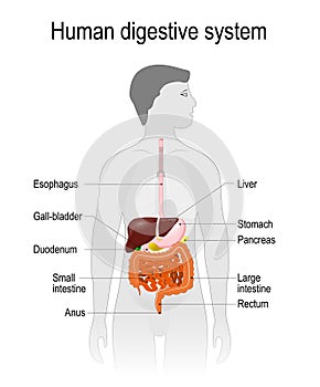 The location of the digestive system in the human body.