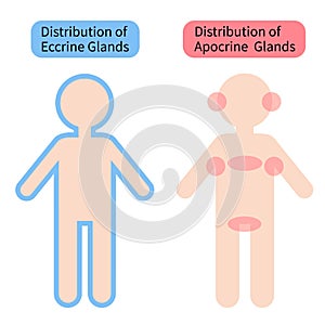 Distribution of sweat glands in human body. Health care concept photo