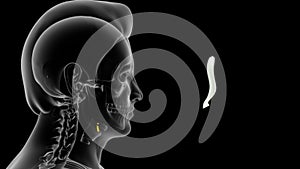 Location of epiglottis bone in Human