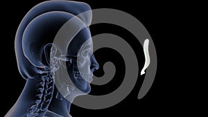 Location of epiglottis bone in Human